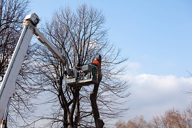 Best Residential Tree Removal  in USA